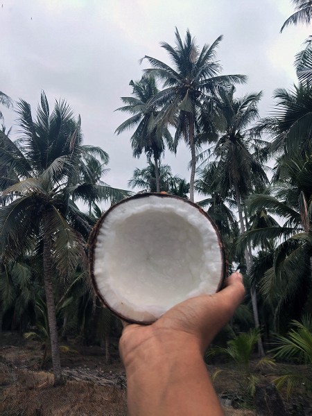 ขาย สินค้า ทับสะแก ประจวบครีรีขันธฺ์ ส่งฟรีกรุงเทพปริมณฑล มะพร้าวกะทิ จำหน่ายมะพร้าวกะทิแบบลูก